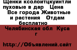 Щенки ксолоитцкуинтли пуховые в дар › Цена ­ 1 - Все города Животные и растения » Отдам бесплатно   . Челябинская обл.,Куса г.
